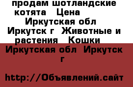  продам шотландские котята › Цена ­ 3 000 - Иркутская обл., Иркутск г. Животные и растения » Кошки   . Иркутская обл.,Иркутск г.